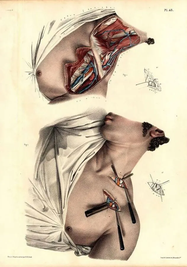 Nicolas Henri Jacob: disección de la pared torácica