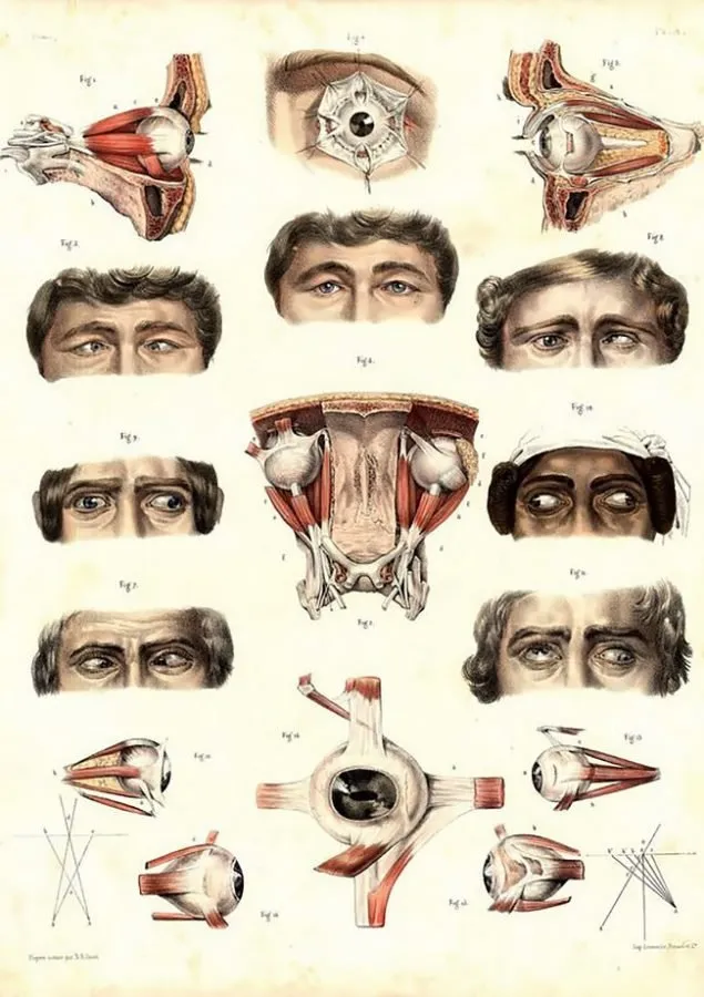 Nicolas Henri Jacob: anatomía del ojo