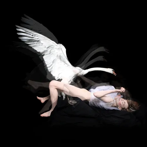 Derrick santini leda cisne 02