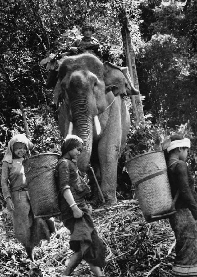 Transporte de suministros con un elefante hacia tropas norvietnamitas en Laos, fotografía de Doan Cong Tinh (1971)