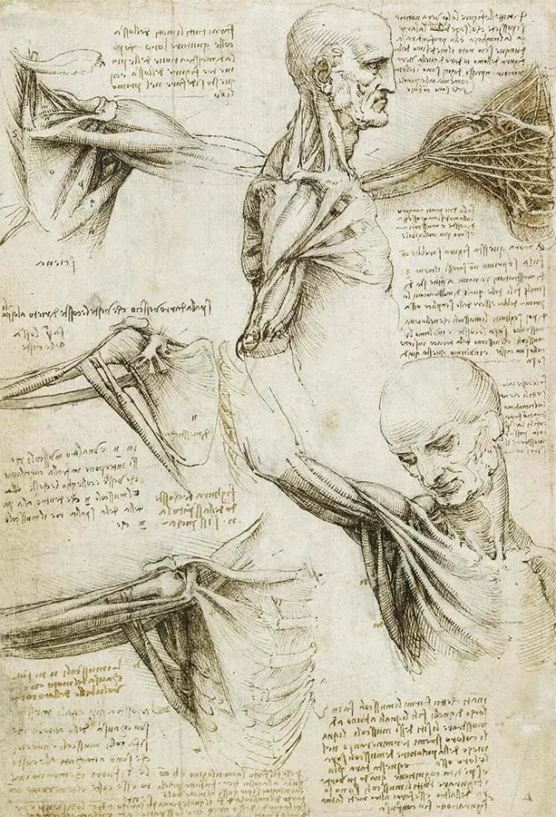 Leonardo da Vinci, estudio de los músculos del hombro