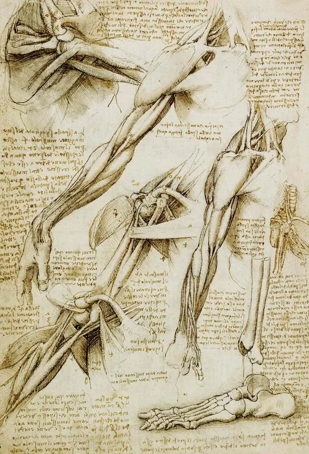 Leonardo da Vinci, estudio de los músculos del brazo
