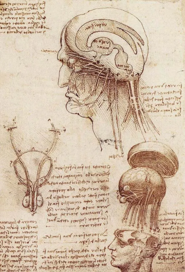 Leonardo da Vinci, estudio de los nervios de la cabeza y el cerebro