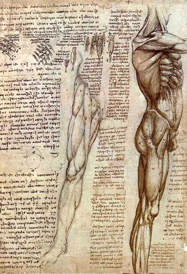 Leonardo da Vinci, estudio de la laringe y la pierna
