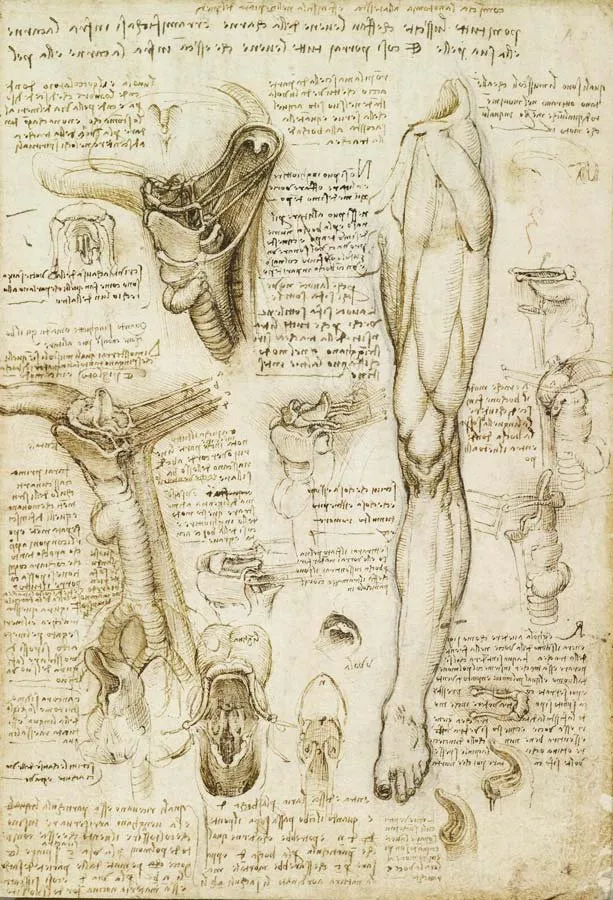 Leonardo da Vinci, estudio de los músculos del torso