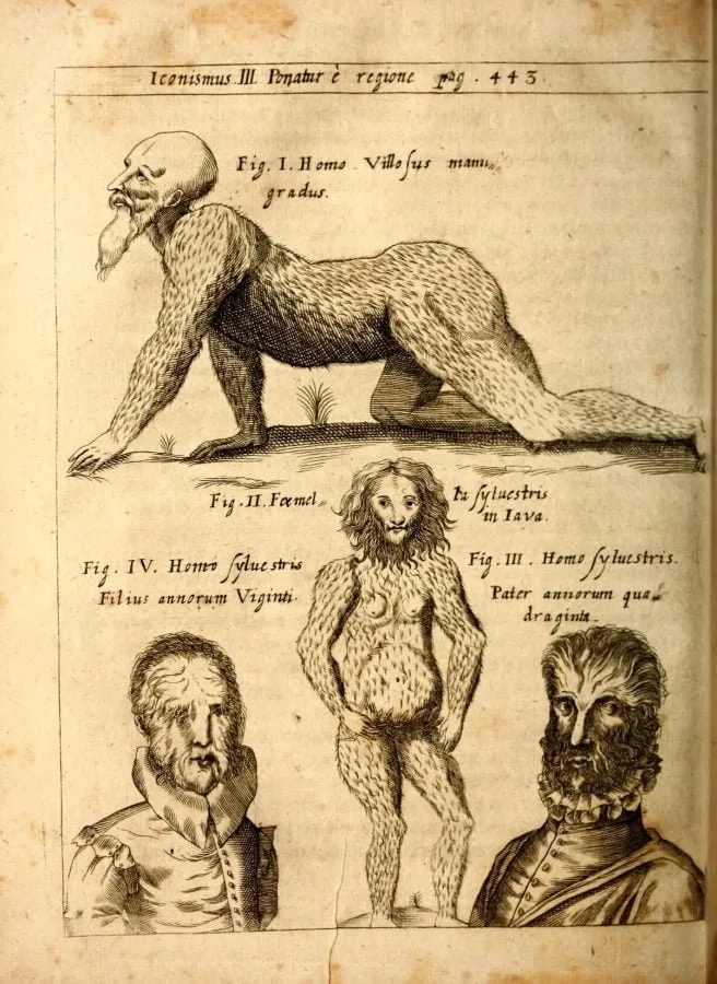Hombres y mujeres salvajes velludos, grabado de «Physica Curiosa» (1662)