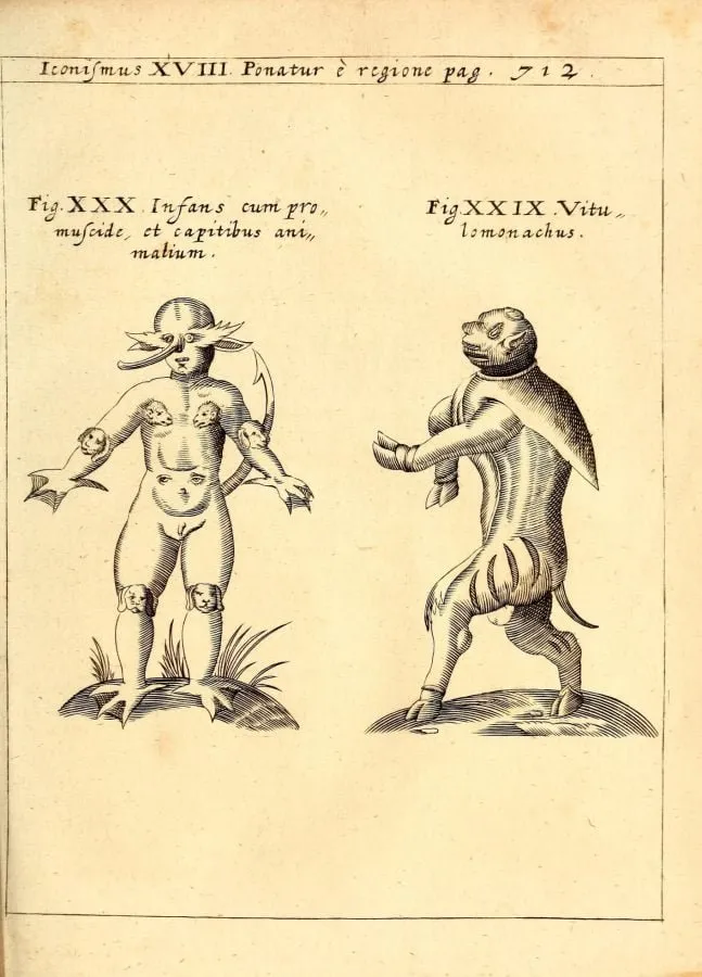 Infante con trompa animal y ternero monje, grabado de «Physica Curiosa» (1662)