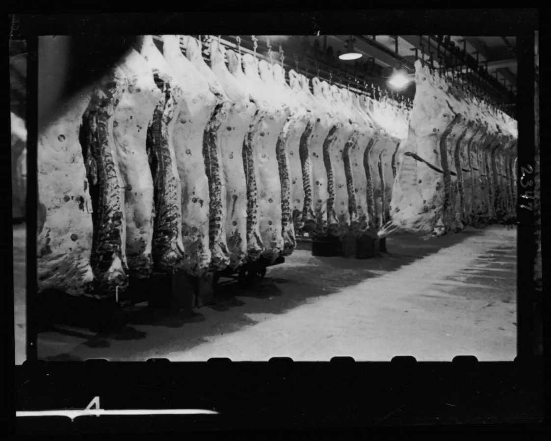 Canales de carne colgadas en los mataderos de Chicago