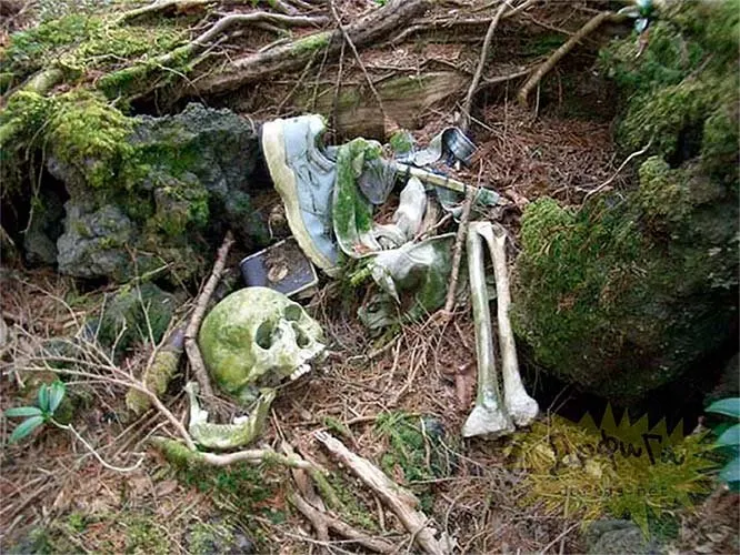 Restos óseos hallados en el bosque de Aokigahara
